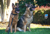 Send a bag of kibble to Rubies and Rogues!