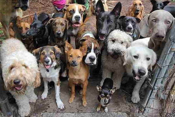 Rescue food - send them a bag!